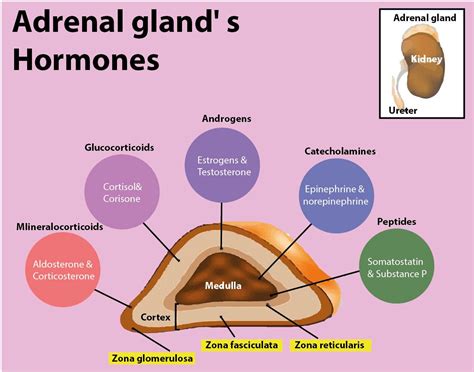 Adrenal Gland Hormones Secreted