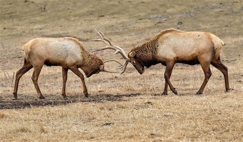 Male Elk Cervus Canadensis Fighting Photograph by Ivan Kuzmin - Fine Art America