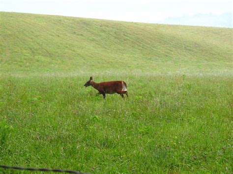 15 Photos Of Wildlife In Tennessee That'll Drop Your Jaw