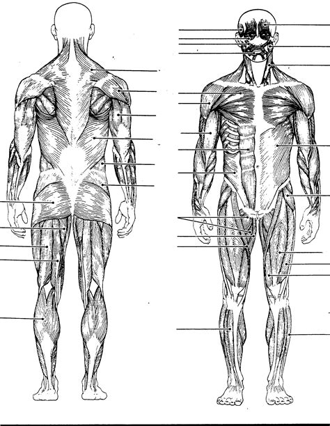 diagram of muscles Colouring Pages