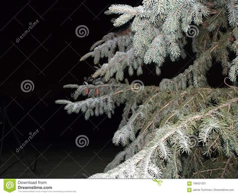 Snow on pine trees stock image. Image of light, countryside - 108421331