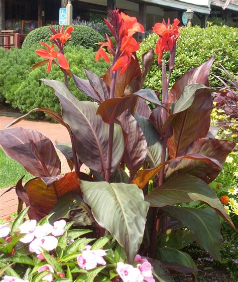 Canna Lily | UMass Amherst Greenhouse Crops and Floriculture Program