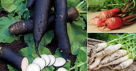 42 Types of Radish Varieties for Containers and Gardens