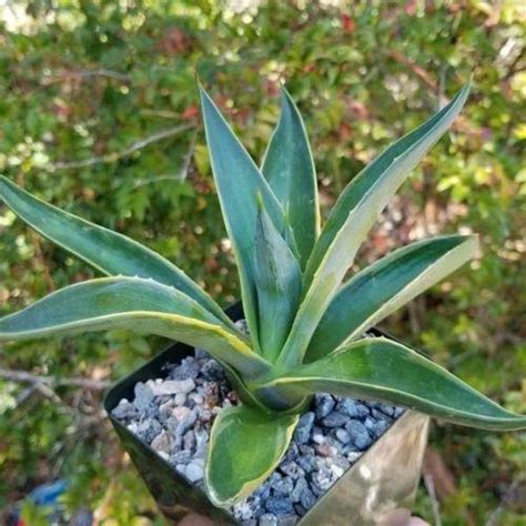 Growing Agave In Pots: 5 Best Indoor Varieties For Beginners