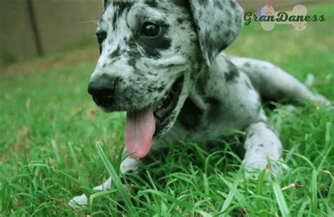 Cómo Nace el Gran Danés Arlequín – Harlequin Great Dane