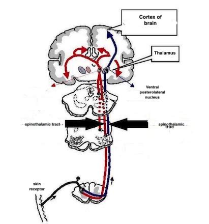 Corticospinal Tract Pathway