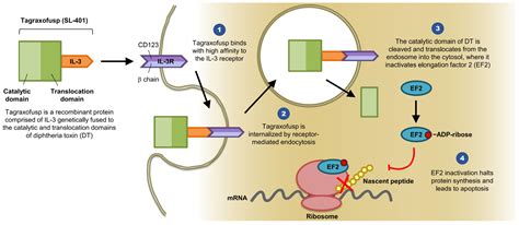 Semaglutide Mechanism Of Action