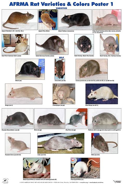 AFRMA Rat Varieties & Colors Posters | Pet mice, Pet rat cages, Pet rodents