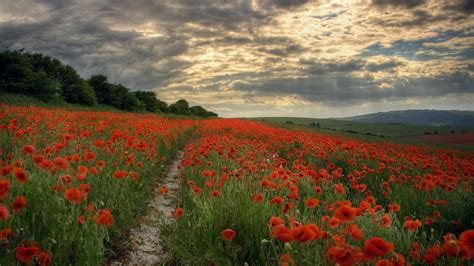 Red poppy field, poppies, path, landscape, field HD wallpaper | Wallpaper Flare