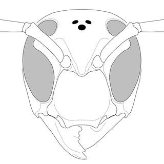 (PDF) Identification Guide to the Social Wasps of Hong Kong (Hymenoptera; Vespidae)