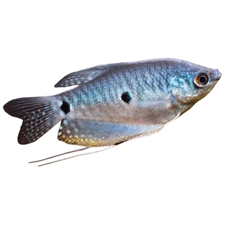 Marble Opaline Gourami – Aura Aquarium