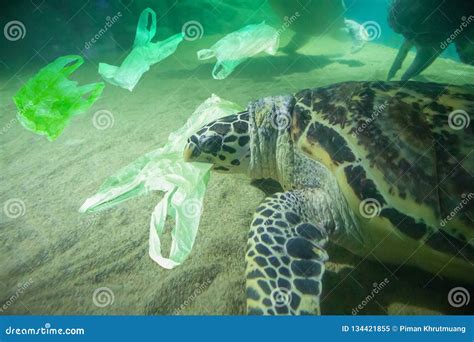 Sea Turtle Eat Plastic Bag Ocean Pollution Concept Stock Image - Image of garbage, animal: 134421855