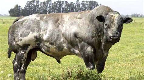 Belgian Blue Cows -- evidence of 'de-volution' - YouTube