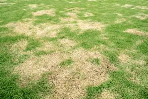 What Causes Brown Patches on Lawns? - NG Turf