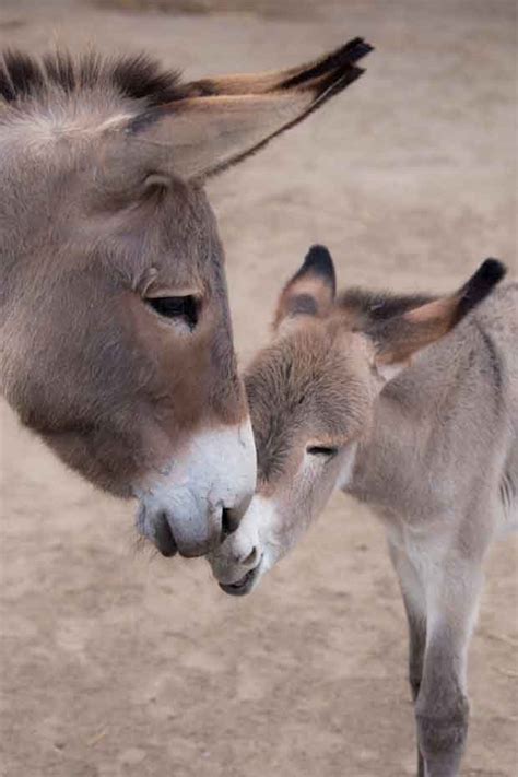 15+ Funny & Cute Baby Donkeys | Great Inspire