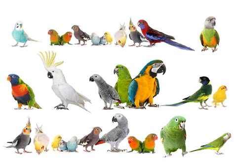 Pet Parrots Breeds