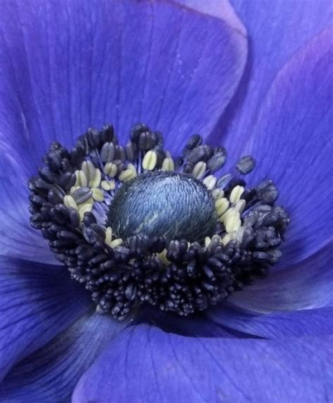 Giant Blue Poppy ANEMONE Perennial Flower Bulbs Soak corms in | Etsy