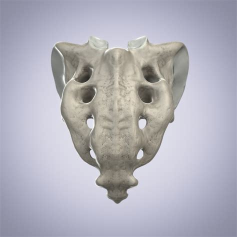 3d sacrum bone model