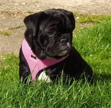 shorty bull, shorty bulls, thorney rogue kennels, shorty bulls uk | Bull, Bulldog, Pup