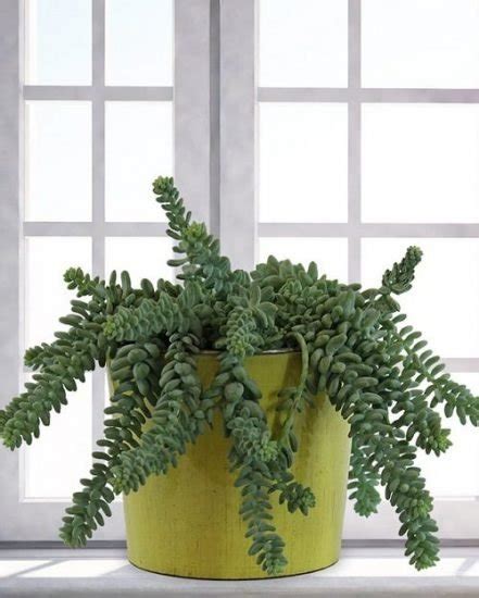 24 Best Indoor Succulents To Grow At Home