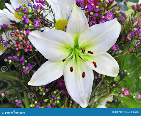 Easter Lily stock image. Image of flower, beautiful, easter - 8087007