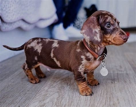 69+ Short Haired Mini Dachshund Puppies Pic - Bleumoonproductions