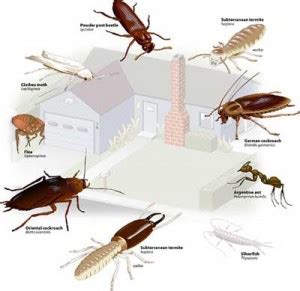 Termite Control Methods: An Introduction To Rapid Secrets In Termite ...