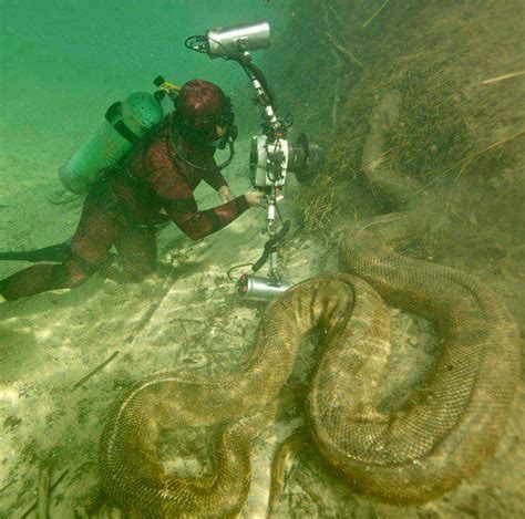 Giant anaconda in the Amazon river | World Amazing Real Information