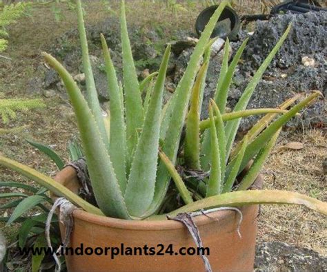 🤷PLANT🤷Aloe Barbadensis Aloe Vera Indoor Plant Benefits Care ...