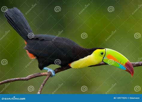 Keel Billed Toucan. stock image. Image of feather, beak - 13977025