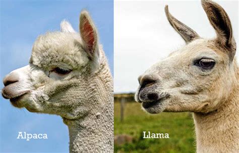 7 Ways To Tell The Difference Between an Alpaca vs Llama