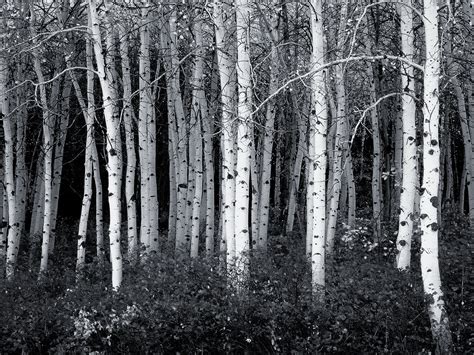 🔥 Download Black And White Forest Photography Wallpaper by @kzhang64 | Black and White Forest ...