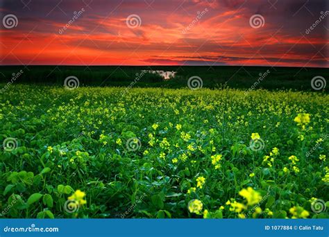 Canola field at sunset stock photo. Image of colorful - 1077884