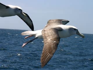 Aurora Charters - Pelagic bird trip