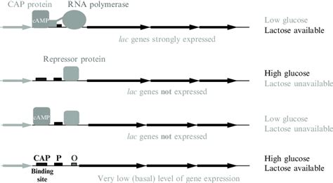 Lac Operon Without Lactose