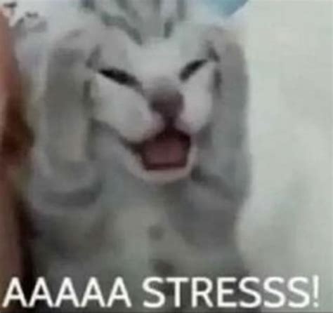 i am actually so stressed in 2023 | Funny looking cats, Funny cute cats, Silly cats pictures