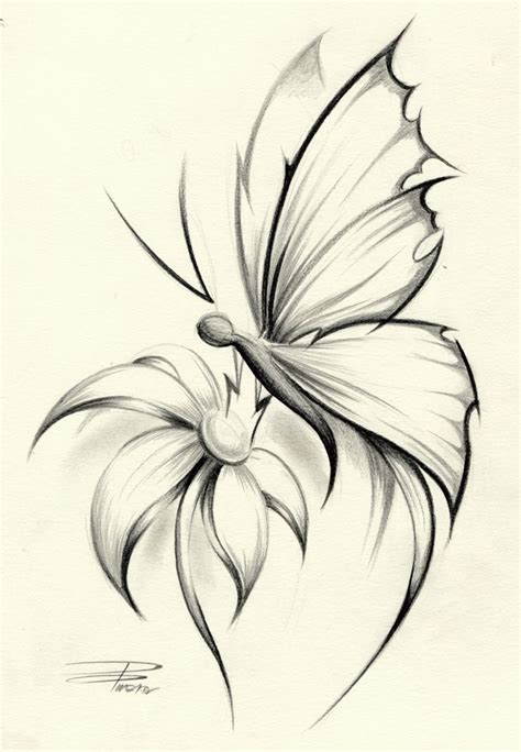 Butterfly Sketch Drawing Photo - Drawing Skill