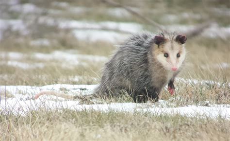 Opossum Control: Trapping & Removal Service