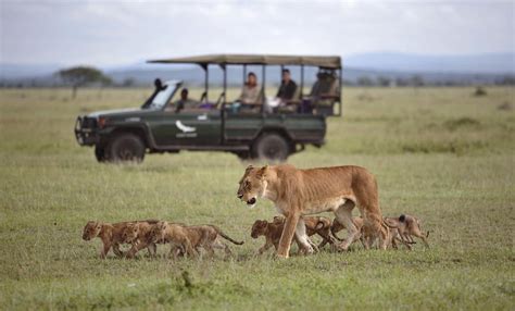 Lion Safaris – Packages & Itineraries – Discover Africa