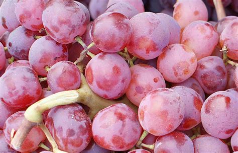 11 Popular Grape Varieties