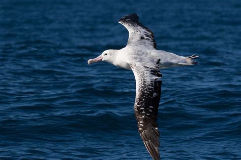 Albatrosses: Facts about the biggest flying birds | Live Science