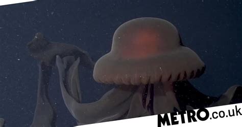 Watch: Giant phantom jellyfish spotted by deep-sea researchers | Metro ...