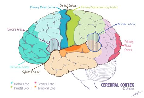 Lobes Of The Brain Diagram