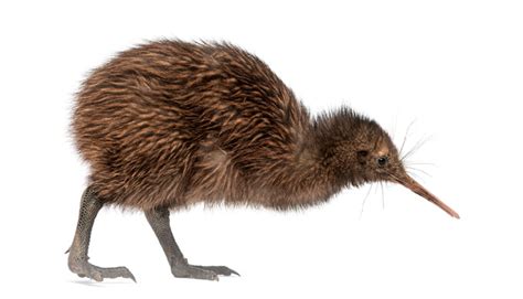 Kiwi Bird No Wings | Bruin Blog