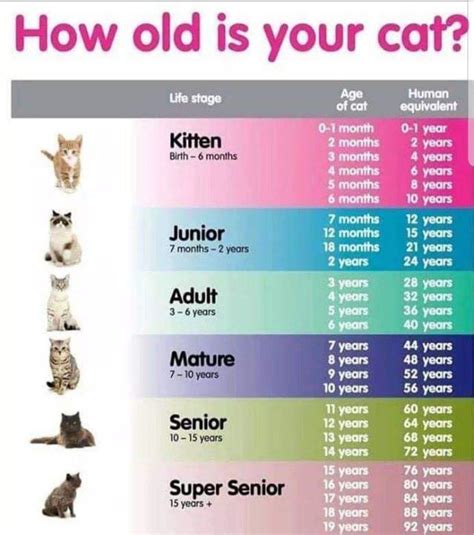 Cat Age Chart : r/coolguides