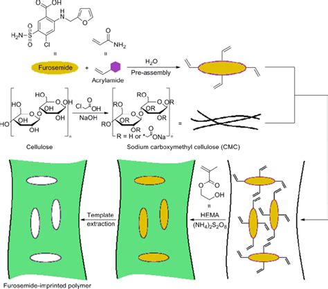 Synthesis procedure of cellulose-based MIP specific for Furosemide... | Download Scientific Diagram