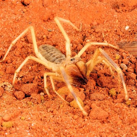 Unveiling The Mysteries Of The Camel Spider: Nature's Enigmatic Predator