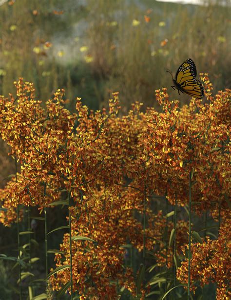 Prairie Grass and Flower Plant Collection | Daz 3D