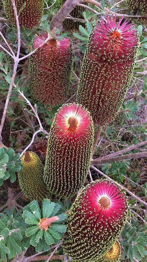 PlantFiles Pictures: Banksia, Cut-Leaf Banksia 'Red' (Banksia praemorsa) by Kell