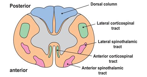 Corticospinal Tract Spinal Cord